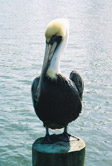 pelican