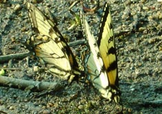 butterfly