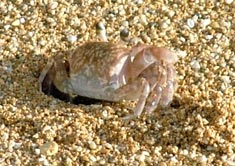 crab