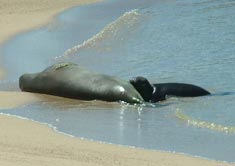 seals