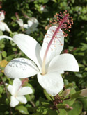 hybiscus