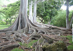 Kauaii