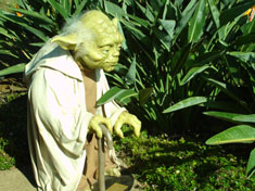 Yoda