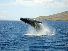 whale