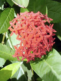 FLORA