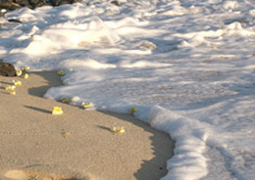foaming sea