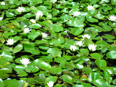 lilies