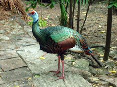 pheasant