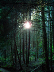 forest